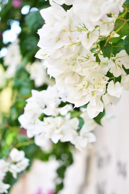 Bougainvillea-Blumen hautnah. Blühende Bougainvillea. Blumenhintergrund.