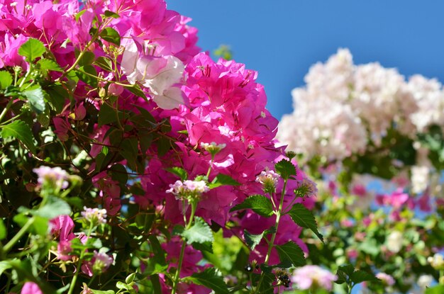 Bougainvillea-Blumen hautnah. Blühende Bougainvillea. Blumenhintergrund.