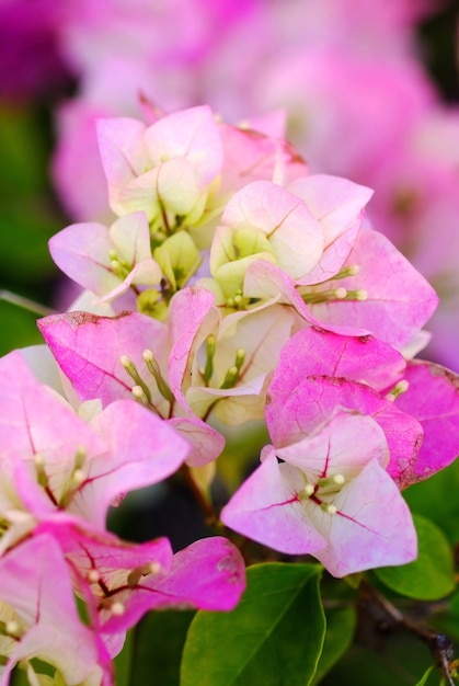 Bougainvillea Blumen