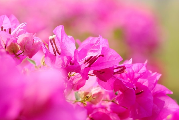 Bougainvillea Blumen