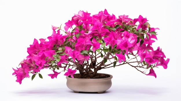 Bougainvillea-Blumenpflanze isoliert auf weißem Hintergrund