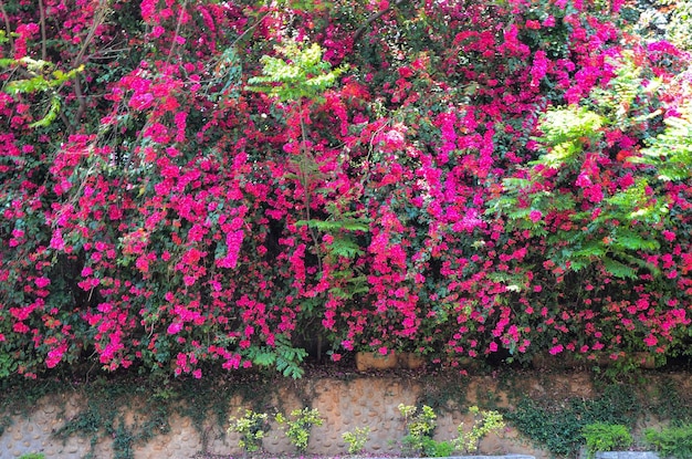 Bougainvillea-Blumenwand