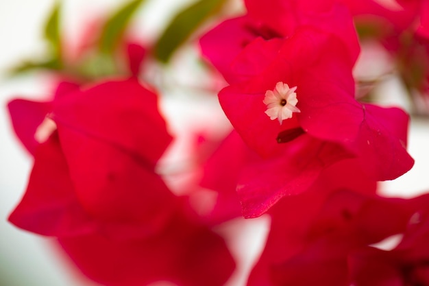 Bougainvillea Bunte natürliche Gartenblumen