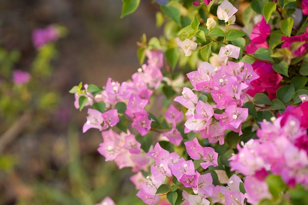 Bougainvillea Bunter Zierstrauch im Garten