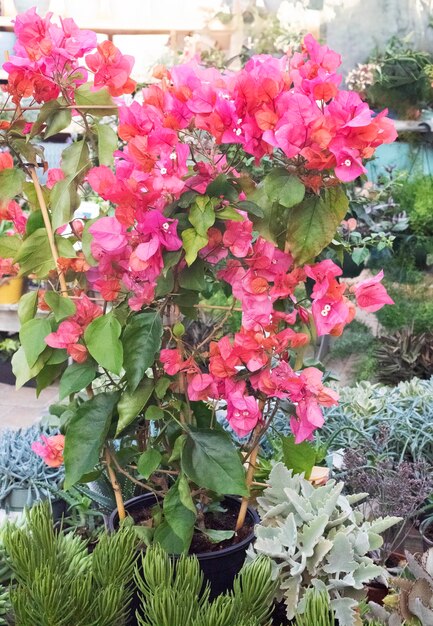 Bougainvillea colorida no jardim