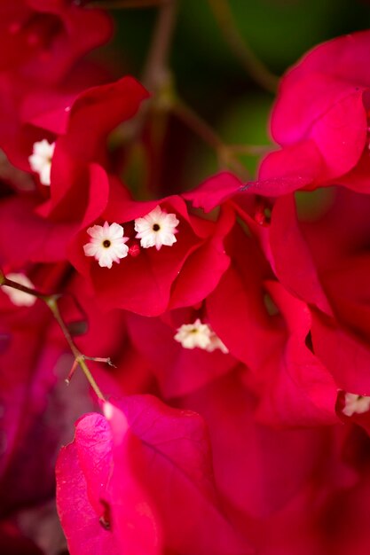 Bougainvillea coloridas flores de jardín natural