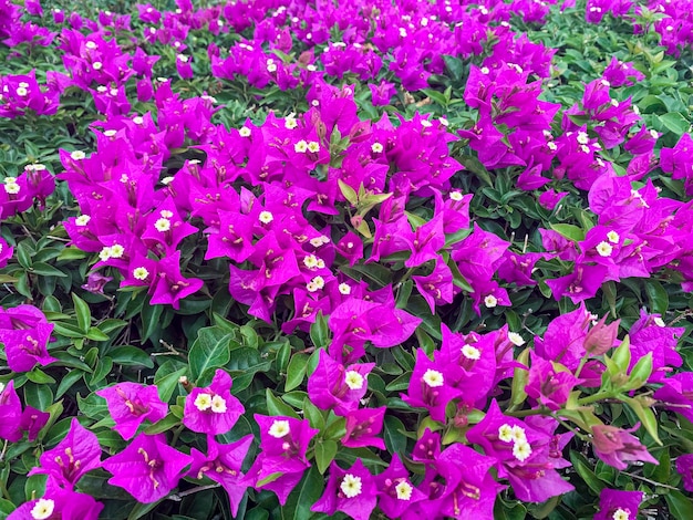 Bougainvillea, das mit rosa Blumen Studio-Foto blüht