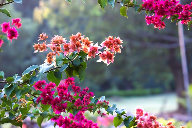 Bougainvillea é um gênero de arbustos de videiras ornamentais espinhosas e árvores da família Nyctaginaceae