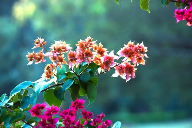 Bougainvillea é um gênero de arbustos de videiras ornamentais espinhosas e árvores da família Nyctaginaceae