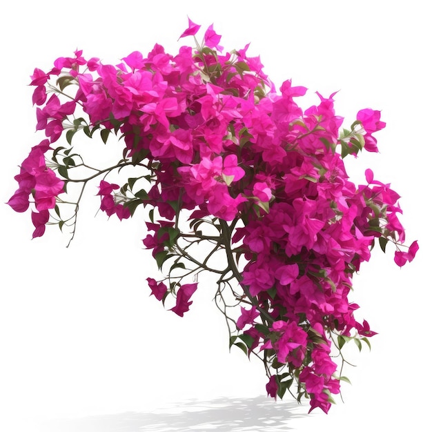 Bougainvillea em fundo branco