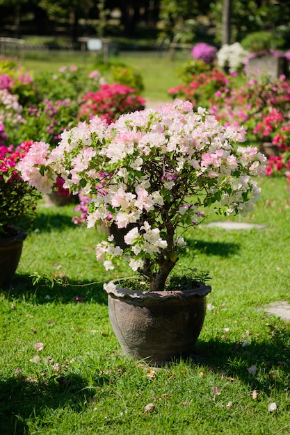 Bougainvillea flores em vaso no jardim