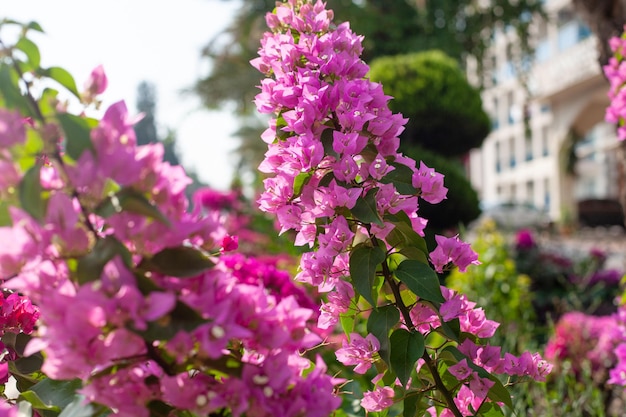 Bougainvillea flores fondo natural suave