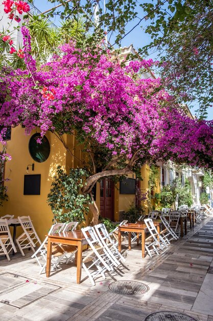 Bougainvillea florescendo flores de cor magenta nafplio old town street grécia