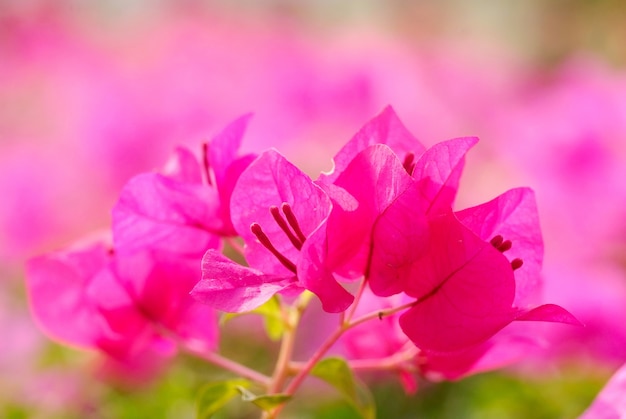 Bougainvillea Flowers