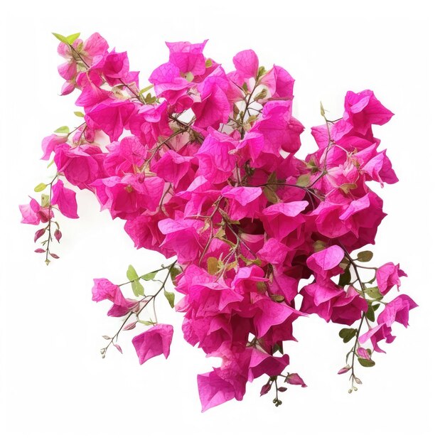 Bougainvillea en un fondo blanco