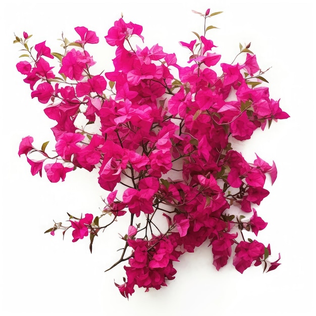 Bougainvillea en un fondo blanco