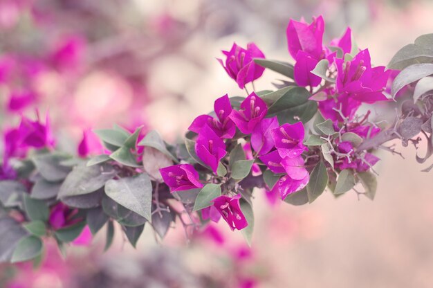 Bougainvillea Glabra Baum mit leuchtend rosa Blüten