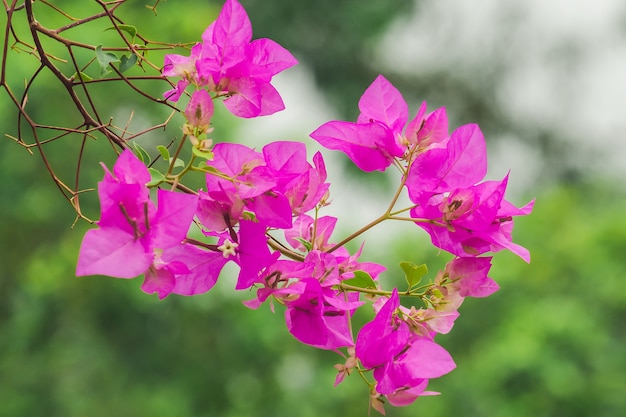 Bougainvillea glabra Choisy pink es una popular planta de flores ornamentales.