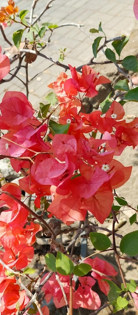 Bougainvillea glabra-Pflanze aus nächster Nähe