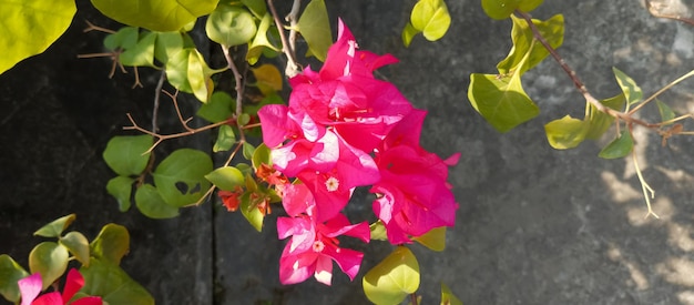 Bougainvillea glabra-Pflanze aus nächster Nähe