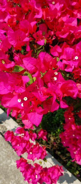 Bougainvillea glabra Pflanze