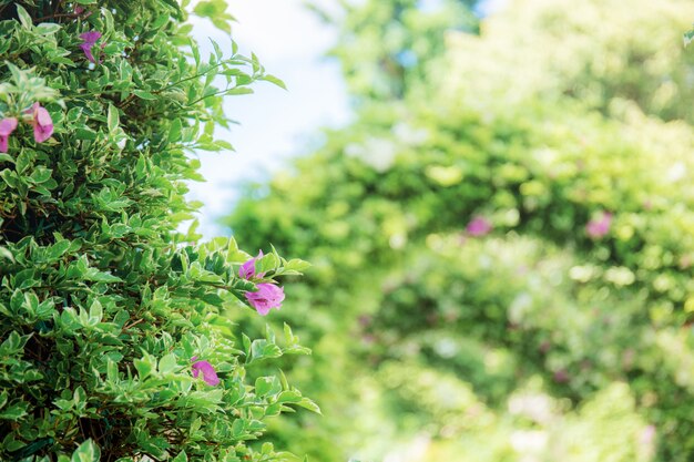 Bougainvillea im Park.