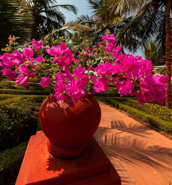 Bougainvillea ist eine Gattung von dornigen Zierrebenbüschen und -bäumen