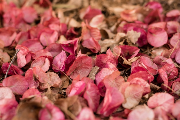 Foto bougainvillea magnoliophyta flores en el piso