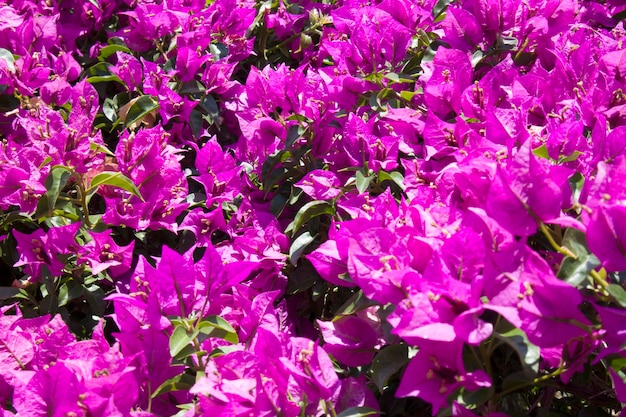 Bougainvillea oder Buganvilla Bugambilia Bouganvilla Pokok Bunga Kertas Bougenville Napoleon Jahanamiya Veranera