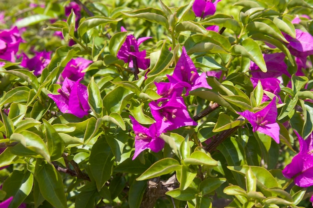 Foto bougainvillea ou buganvilla bugambilia bouganvilla pokok bunga kertas bougenville napoleão jahanamiya veranera