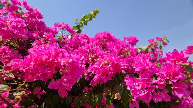 Bougainvillea rosa Blumen gegen den blauen Himmel