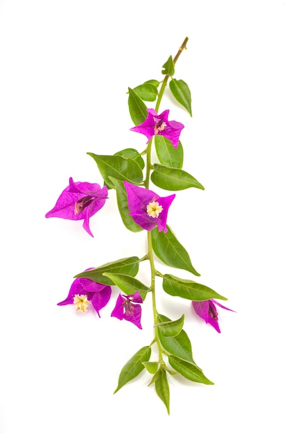 Bougainvillea rosa vor Weiß