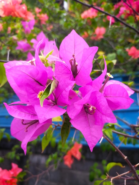 Bougainvillea spectabilis flor planta tropical espinosa ornamental