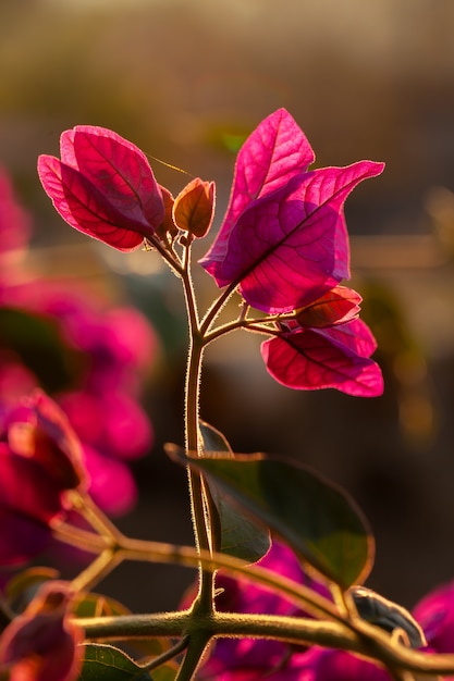 Bougainvillea vermelho deixa luz de fundo