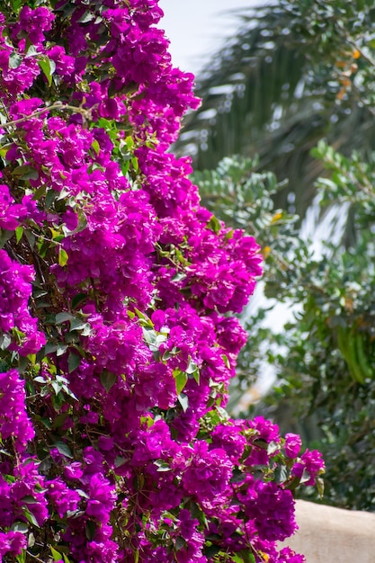 Bougainvillea