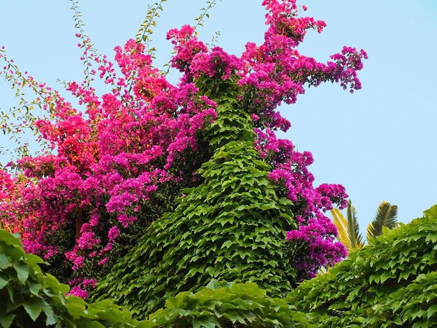 Bougainvillea