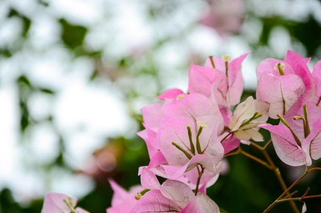 BougainvilleaPaper Flower