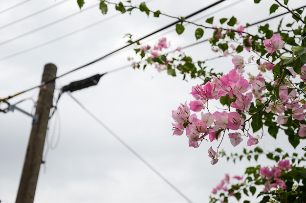 BougainvilleaPapierblume