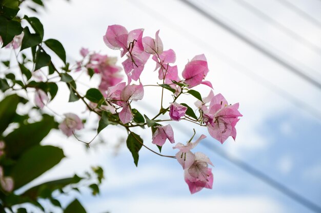 BougainvilleaPapierblume