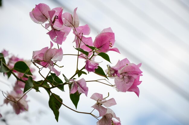 BougainvilleaPapierblume