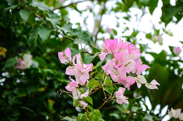 BougainvilleaPapierblume