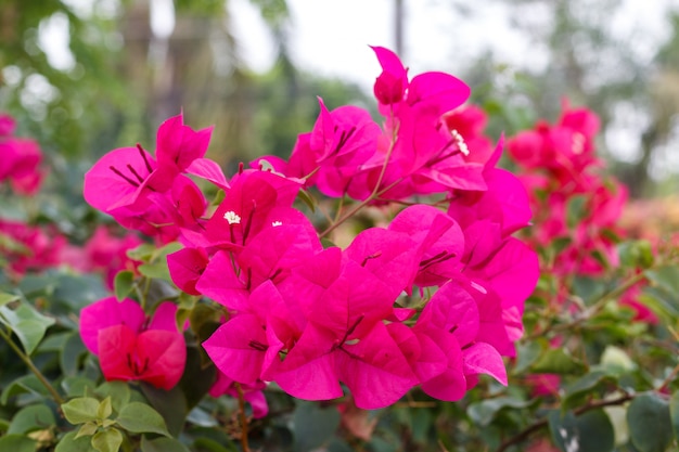 Bougainvilleas ou copa de flor de papel