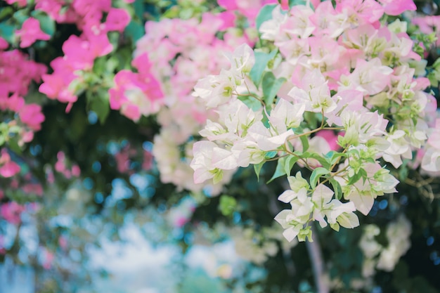 Bouganvilla auf Zaun mit schönem.