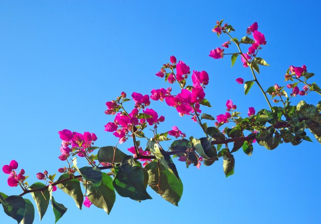 Bouganvilla glabra choisy oder Papierblume, auf den Bäumen auf dem Himmel.