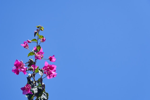 Bougavillia exotischer blühender Strauch in rosa Farbton auf Kreta Griechenland vor einem strahlend blauen Himmel