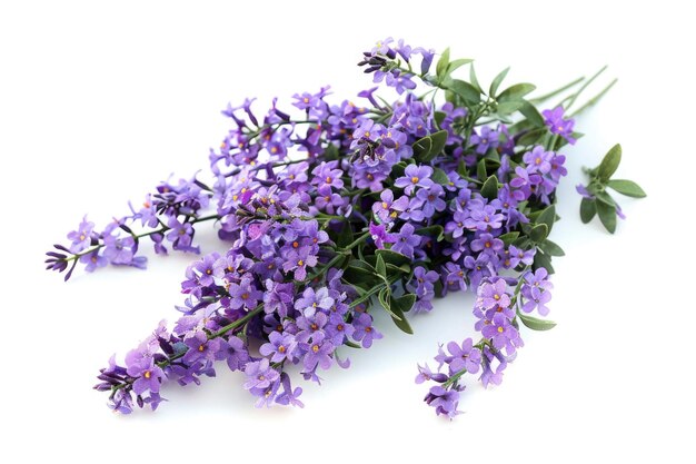 Foto bouguet de flores de lavanda violeta isoladas em fundo branco em close-up