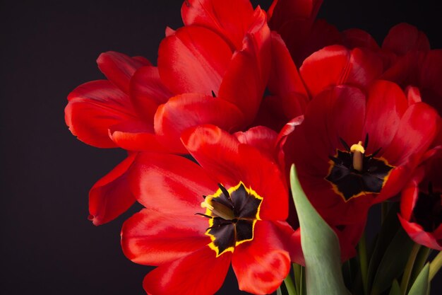 Foto bouquet aus geöffneten roten frischen tulpen auf schwarzem hintergrund