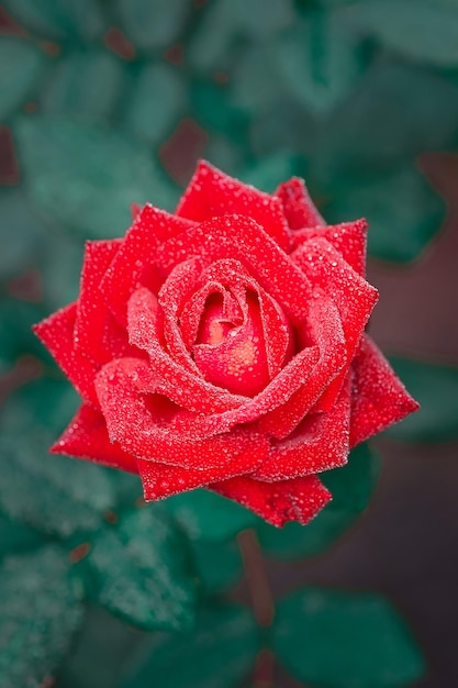 Bouquet aus roten Rosen auf schwarzem Hintergrund