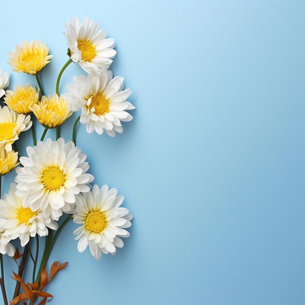 Bouquet de crisântemos brancos em fundo azul