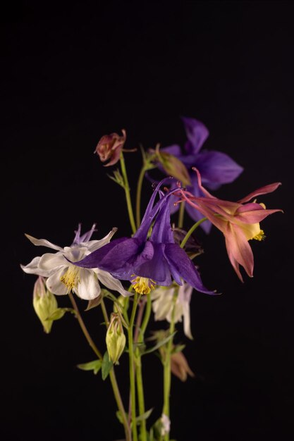 Bouquet de flores aquilegia glandulosa contra um fundo escuro papel de parede floral com flores aquilegia